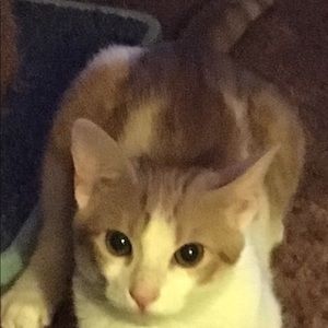 Meet your Posher, Ann